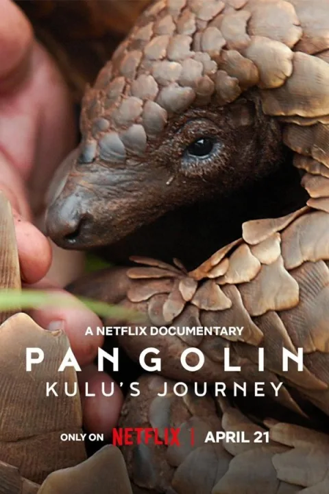 Pangolin: Kulu’nun Yolculuğu